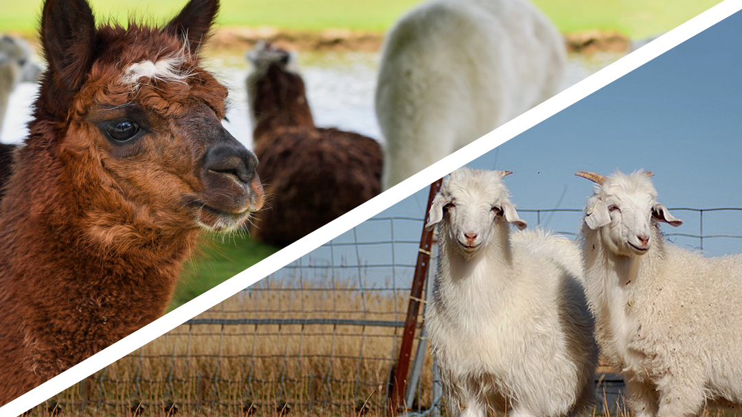 Alpaka vs Kaschmir • Andes Alpaca
