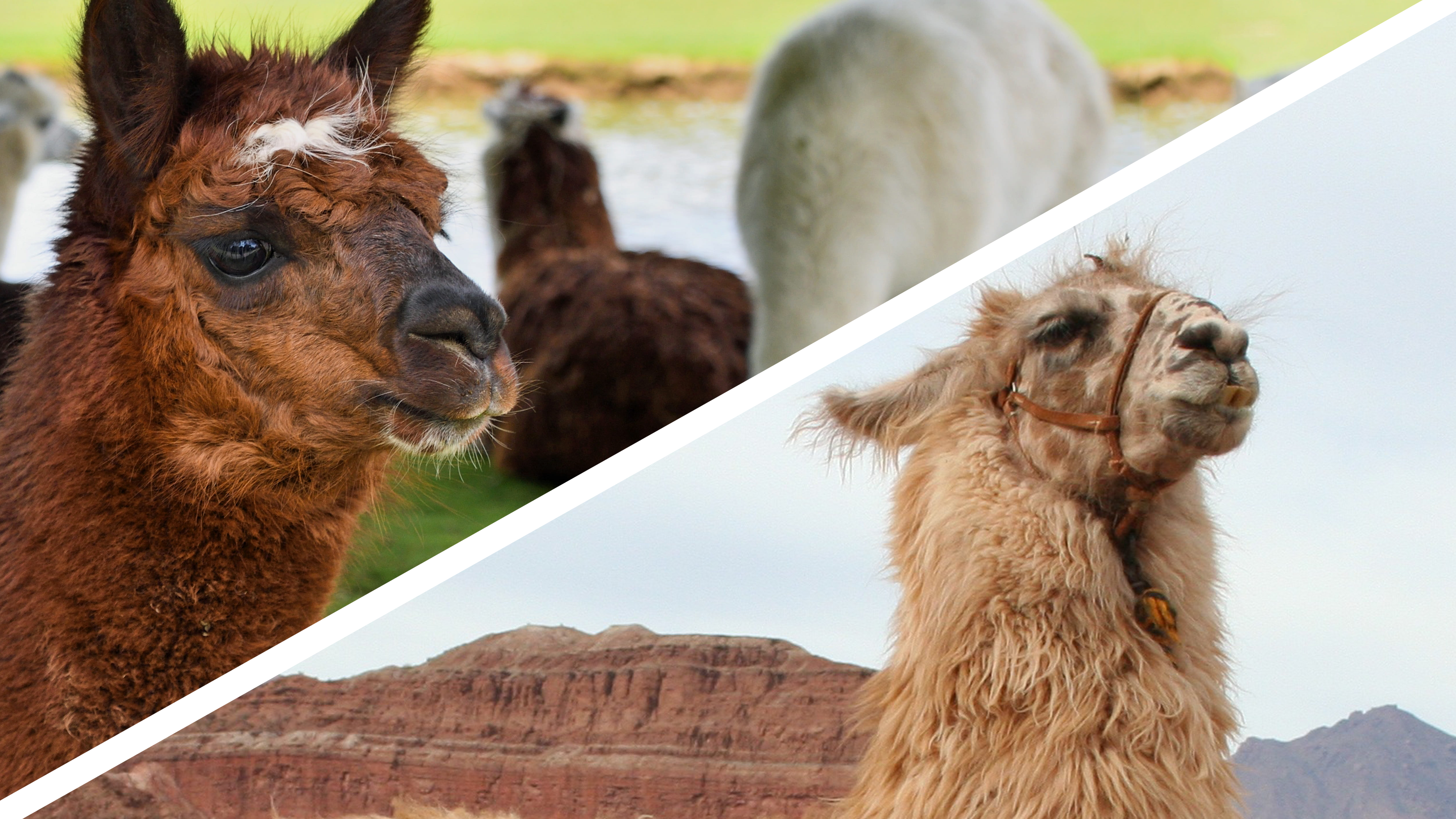 Alpaga ou Lama: Une discussion sur les subtilités – Andes Alpaca