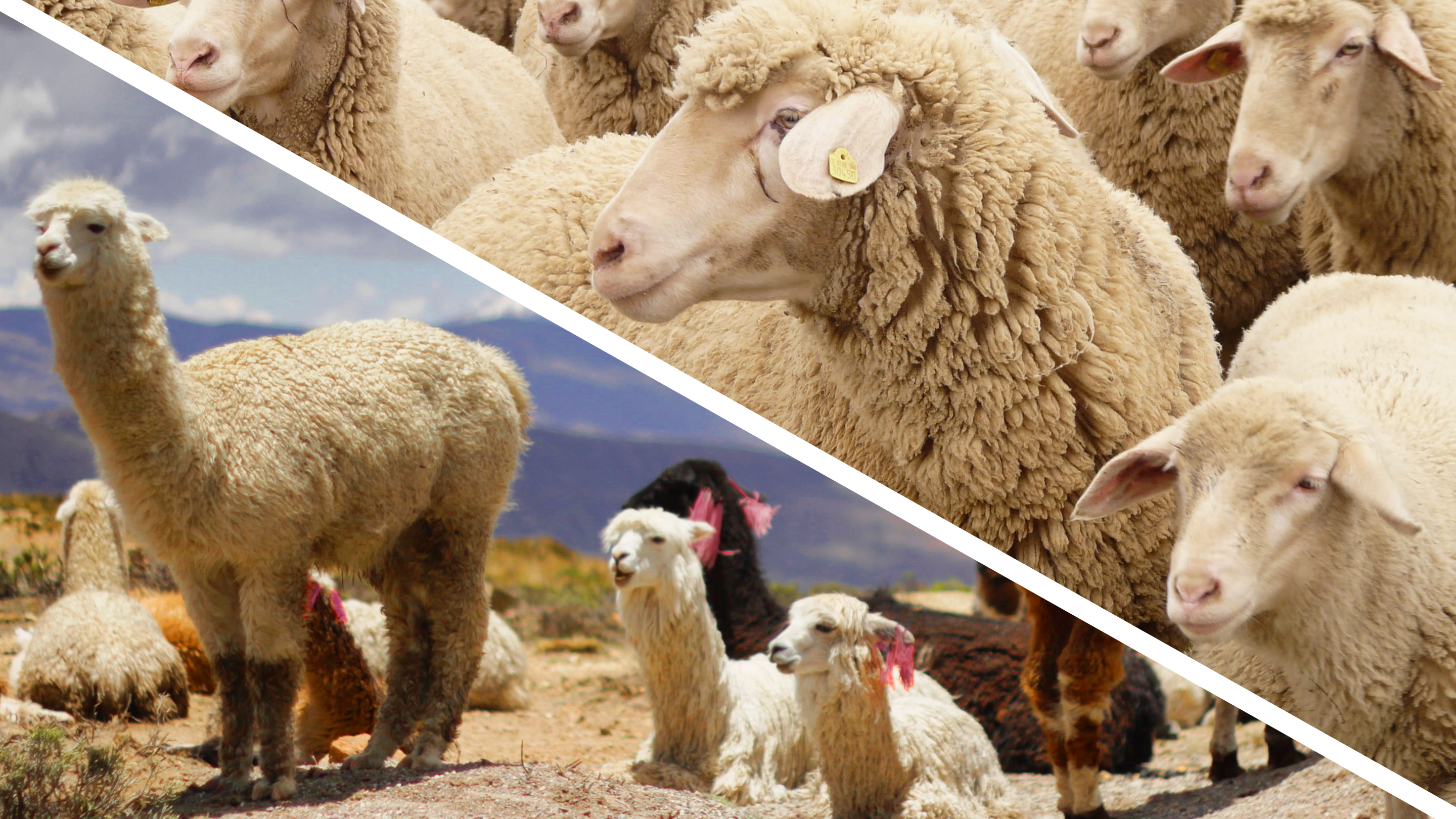 Alpaca wool vs sheep wool: What are the differences?・Andes Alpaca