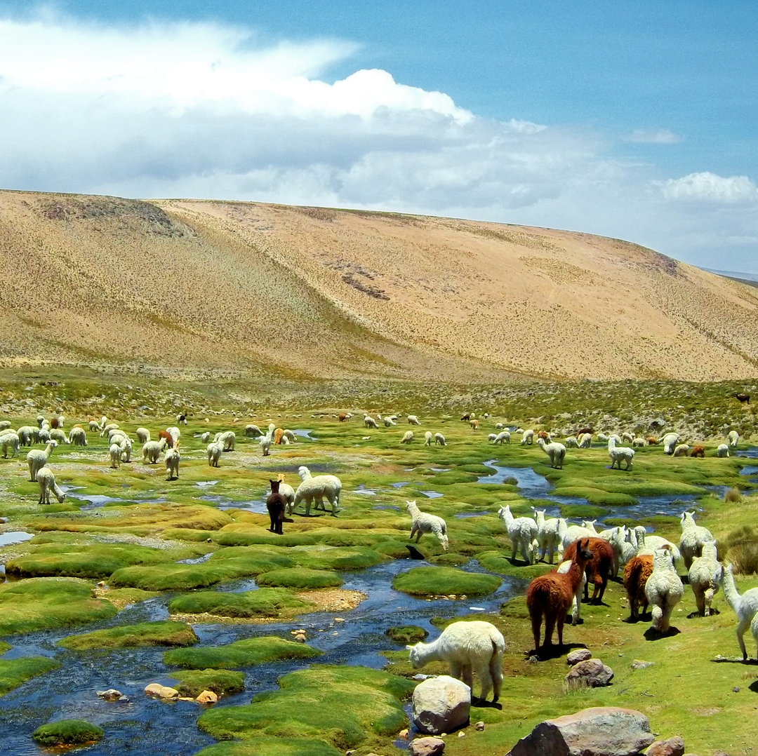 In unserem Alpaka Shop legen wir Wert auf Nachhaltigkeit. • Andes Alpaca