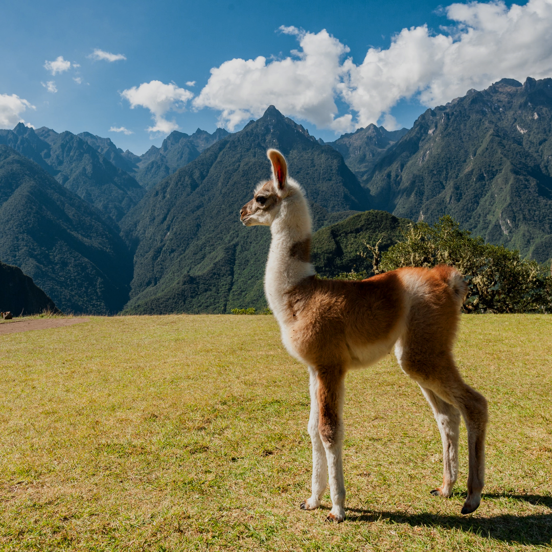 Alpaka frei in seinem natürlichen Lebensraum • Alpaka Shop fur Alpakawolle von freilebenden Alpakas • Andes Alpaca