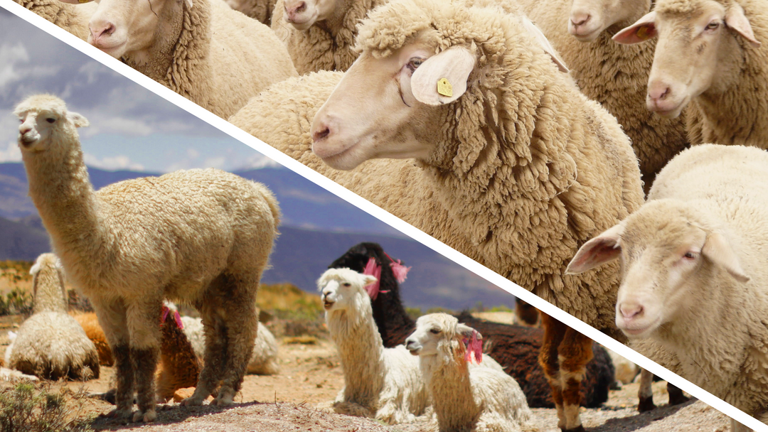 Vergleich von Alpakas mit Schafen・Andes Alpaca